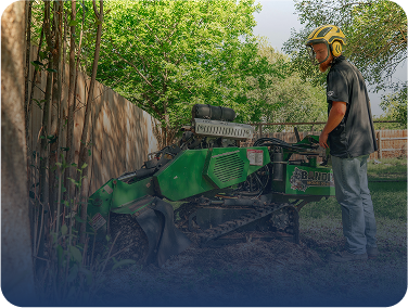 Arboriculture